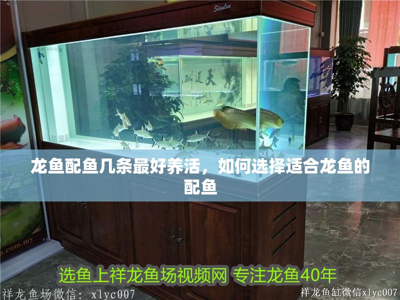 龍魚配魚幾條最好養(yǎng)活，如何選擇適合龍魚的配魚