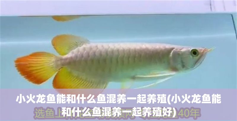 小火龍魚能和什么魚混養(yǎng)一起養(yǎng)殖(小火龍魚能和什么魚混養(yǎng)一起養(yǎng)殖好)