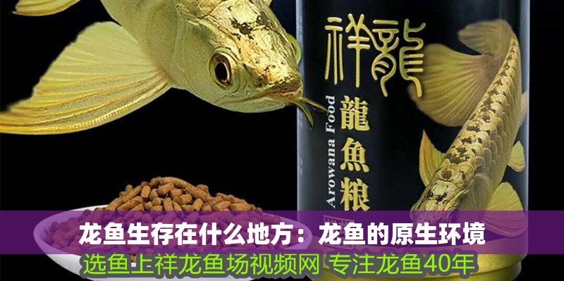 龍魚生存在什么地方：龍魚的原生環(huán)境