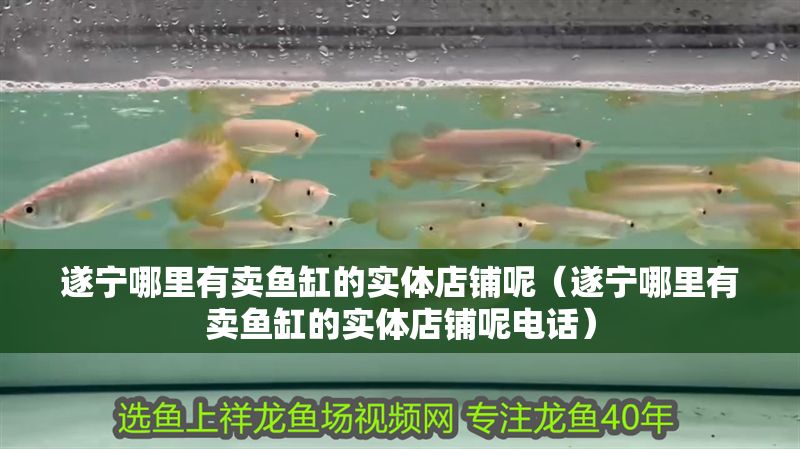 遂寧哪里有賣魚缸的實體店鋪呢（遂寧哪里有賣魚缸的實體店鋪呢電話）