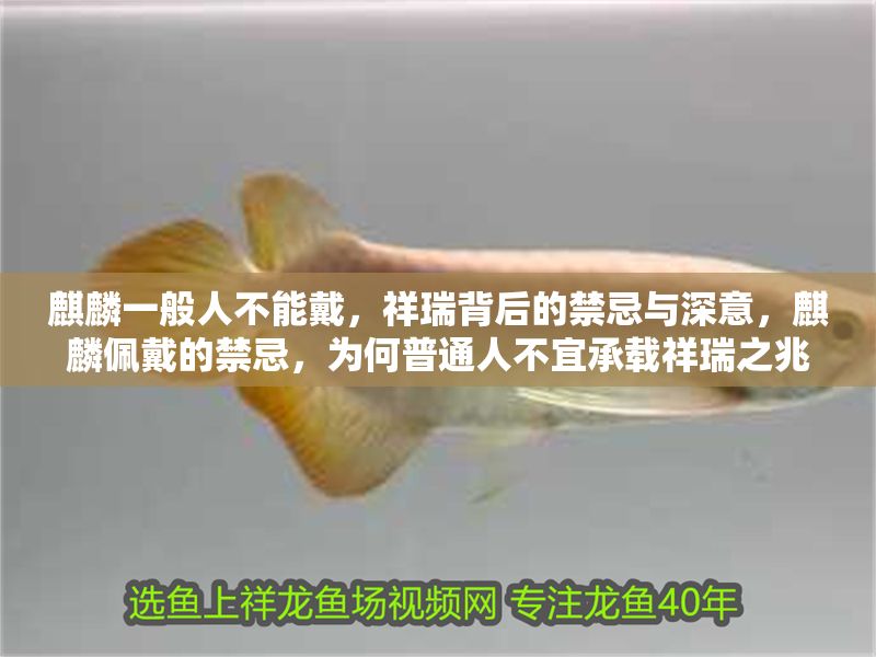 <strong><mark>麒麟</mark></strong>一般人不能戴，祥瑞背后的禁忌與深意，<strong><mark>麒麟</mark></strong>佩戴的禁忌，為何普通人不宜承載祥瑞之兆？