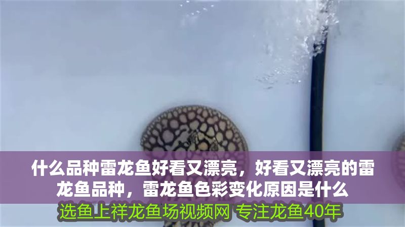 什么品種雷龍魚(yú)好看又漂亮，好看又漂亮的雷龍魚(yú)品種，雷龍魚(yú)色彩變化原因是什么