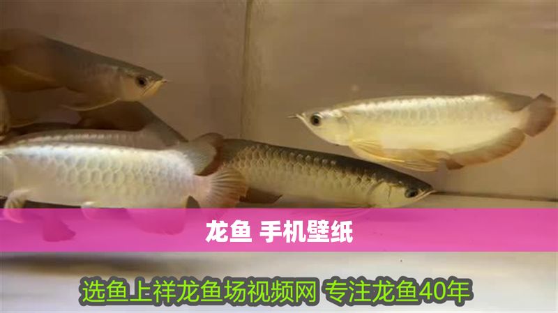 龍魚(yú) 手機(jī)壁紙