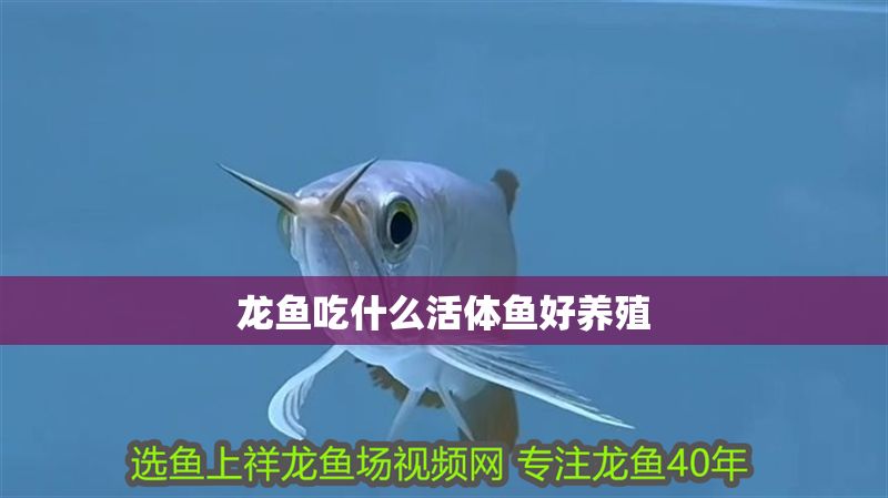 龍魚吃什么活體魚好養殖