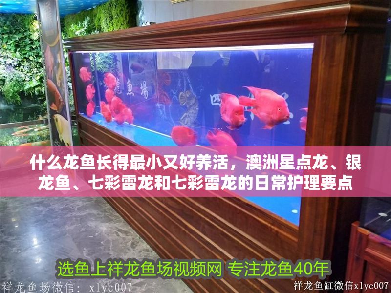 什么龍魚長得最小又好養活，澳洲星點龍、銀龍魚、七彩雷龍和七彩雷龍的日常護理要點