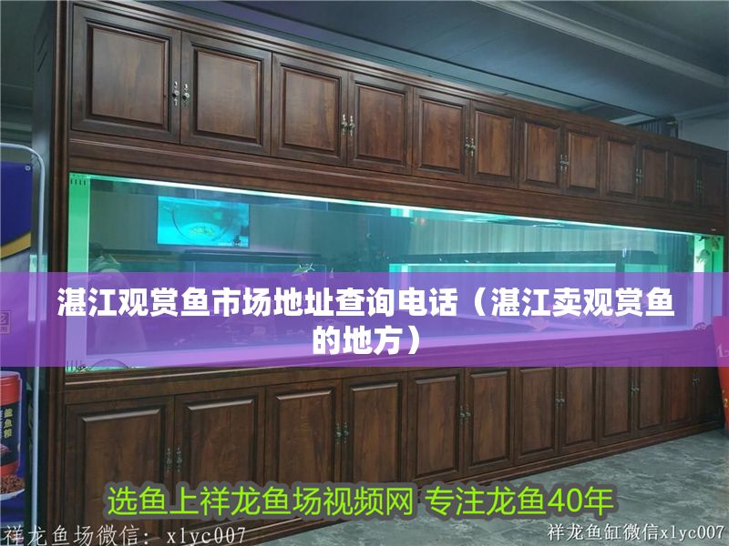 湛江觀賞魚市場地址查詢電話（湛江賣觀賞魚的地方）