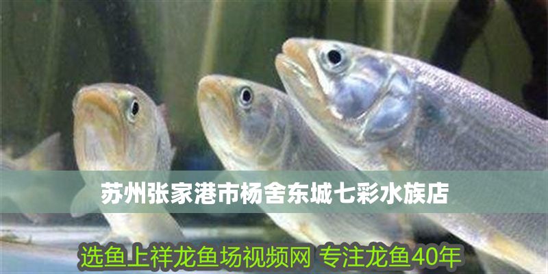 蘇州張家港市楊舍東城七彩水族店 全國水族館企業(yè)名錄 第1張 蘇州張家港市楊舍東城七彩水族店 蘇州張家港市楊舍東城七彩水族店 全國水族館企業(yè)名錄 第1張