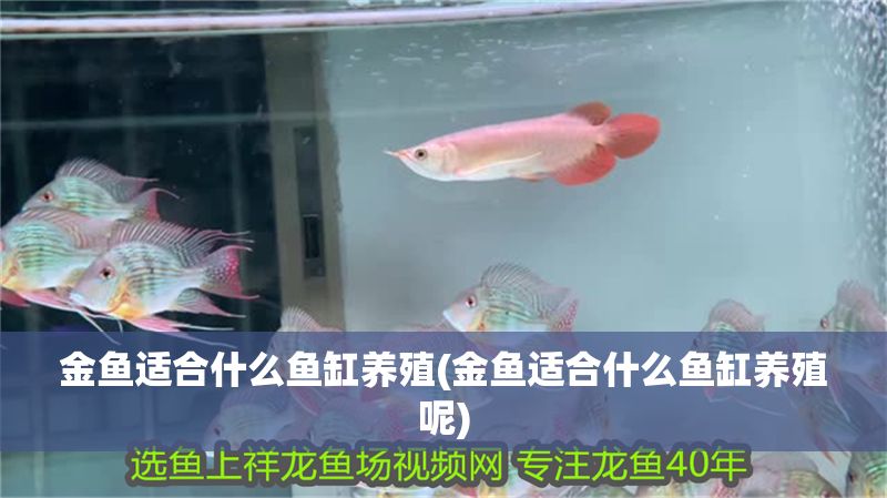 金魚適合什么魚缸養(yǎng)殖(金魚適合什么魚缸養(yǎng)殖呢)