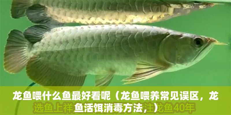 龍魚喂什么魚最好看呢（龍魚喂養(yǎng)常見誤區(qū)，龍魚活餌消毒方法，）
