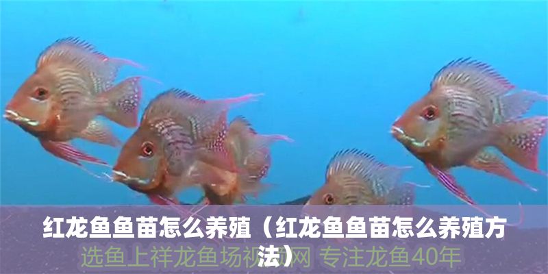 紅龍魚魚苗怎么養殖（紅龍魚魚苗怎么養殖方法）