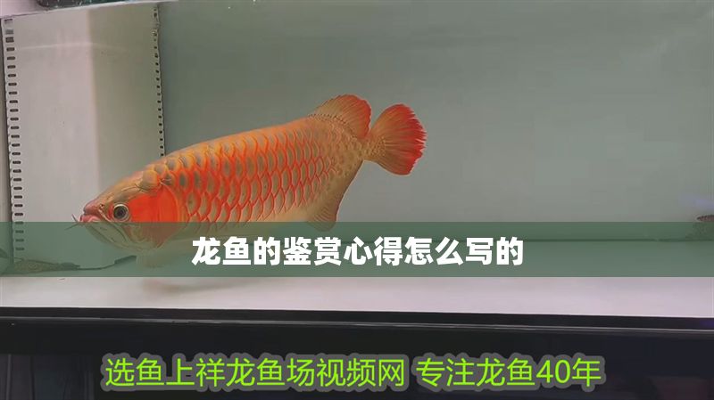 龍魚的鑒賞心得怎么寫的 龍魚百科 第2張 龍魚的鑒賞心得怎么寫的 龍魚的鑒賞心得怎么寫的 龍魚百科 第2張