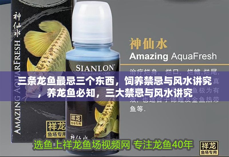 三條龍魚最忌三個(gè)東西，飼養(yǎng)禁忌與風(fēng)水講究，養(yǎng)龍魚必知，三大禁忌與風(fēng)水講究