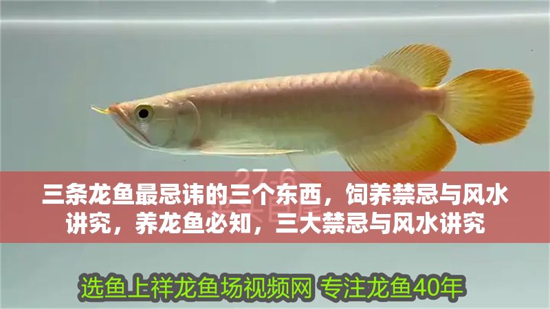 三條龍魚最忌諱的三個東西，飼養禁忌與風水講究，養龍魚必知，三大禁忌與風水講究 三條龍魚最忌諱的三個東西，飼養禁忌與風水講究，養龍魚必知，三大禁忌與風水講究 龍魚百科 第1張
