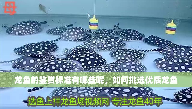 龍魚的鑒賞標準有哪些呢，如何挑選優質龍魚