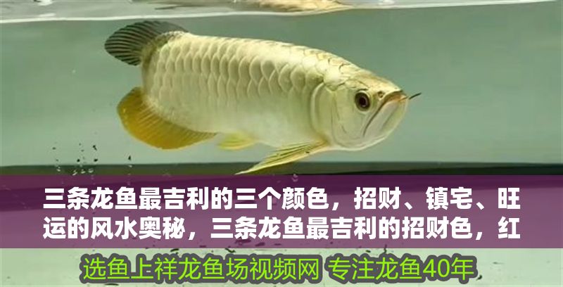 三條龍魚最吉利的三個顏色，招財、鎮宅、旺運的風水奧秘，三條龍魚最吉利的招財色，紅金黑鎮宅旺運風水解析