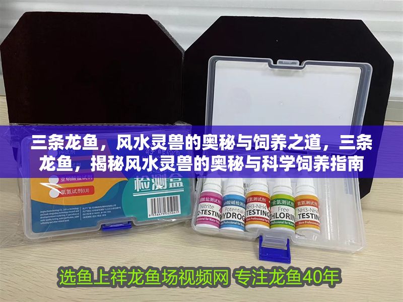 三條龍魚，風水靈獸的奧秘與飼養之道，三條龍魚，揭秘風水靈獸的奧秘與科學飼養指南
