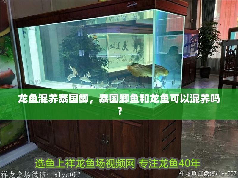 龍魚混養(yǎng)泰國鯽，泰國鯽魚和龍魚可以混養(yǎng)嗎？
