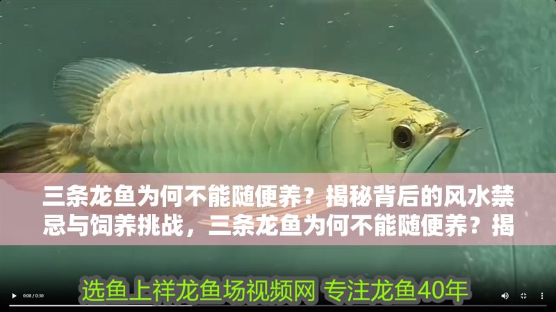 三條龍魚為何不能隨便養(yǎng)？揭秘背后的風(fēng)水禁忌與飼養(yǎng)挑戰(zhàn)，三條龍魚為何不能隨便養(yǎng)？揭秘風(fēng)水禁忌與飼養(yǎng)挑戰(zhàn)