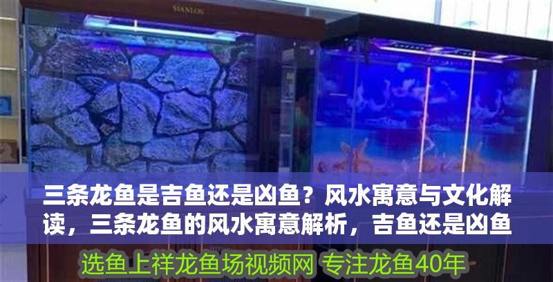 三條龍魚是吉魚還是兇魚？風水寓意與文化解讀，三條龍魚的風水寓意解析，吉魚還是兇魚？