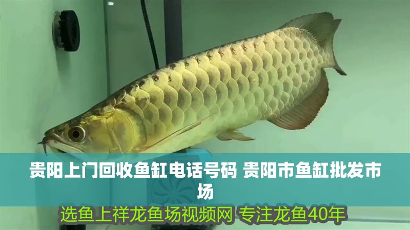 貴陽上門回收魚缸電話號碼 貴陽市魚缸批發市場
