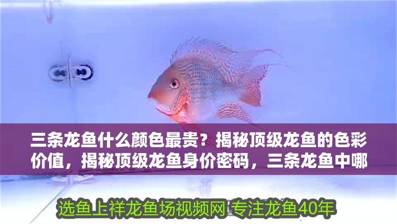 三條龍魚什么顏色最貴？揭秘頂級龍魚的色彩價值，揭秘頂級龍魚身價密碼，三條龍魚中哪種顏色最昂貴？