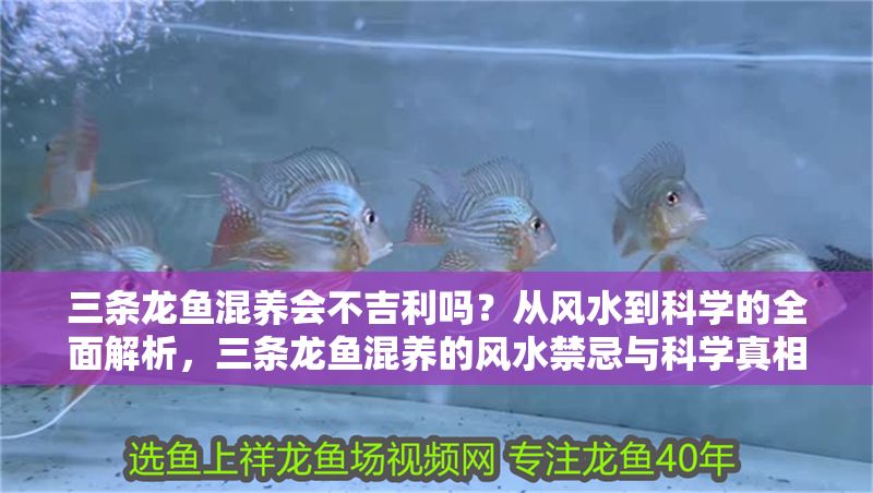 三條龍魚混養會不吉利嗎？從風水到科學的全面解析，三條龍魚混養的風水禁忌與科學真相