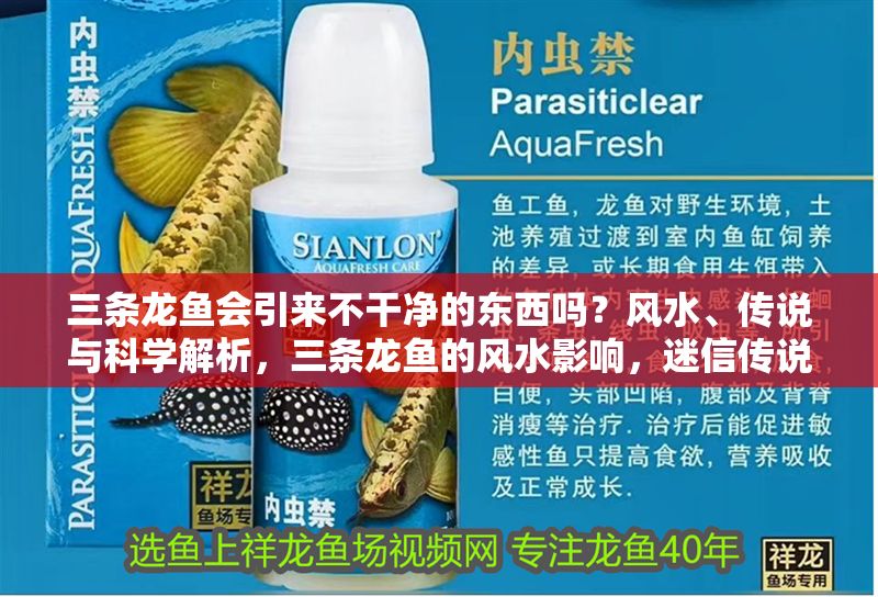 三條龍魚會引來不干凈的東西嗎？風水、傳說與科學解析，三條龍魚的風水影響，迷信傳說與科學真相解析