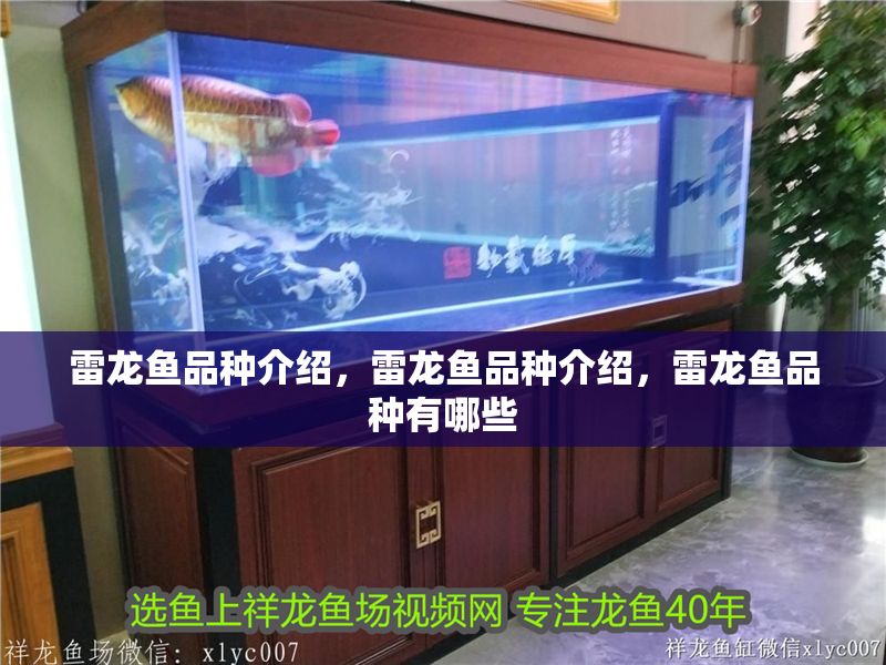 雷龍魚品種介紹，雷龍魚品種介紹，雷龍魚品種有哪些