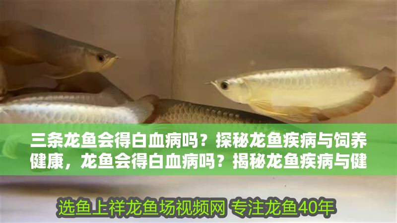 三條龍魚(yú)會(huì)得白血病嗎？探秘龍魚(yú)疾病與飼養(yǎng)健康，龍魚(yú)會(huì)得白血病嗎？揭秘龍魚(yú)疾病與健康飼養(yǎng)關(guān)鍵