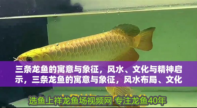 三條龍魚的寓意與象征，風水、文化與精神啟示，三條龍魚的寓意與象征，風水布局、文化內涵與精神啟示 三條龍魚的寓意與象征，風水、文化與精神啟示，三條龍魚的寓意與象征，風水布局、文化內涵與精神啟示 龍魚百科 第1張