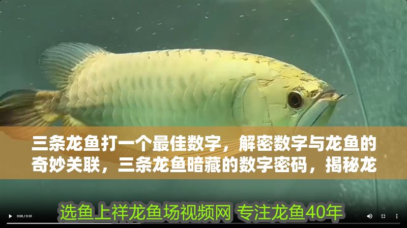 三條龍魚(yú)打一個(gè)最佳數(shù)字，解密數(shù)字與龍魚(yú)的奇妙關(guān)聯(lián)，三條龍魚(yú)暗藏的數(shù)字密碼，揭秘龍魚(yú)與最佳數(shù)字的神秘關(guān)聯(lián)