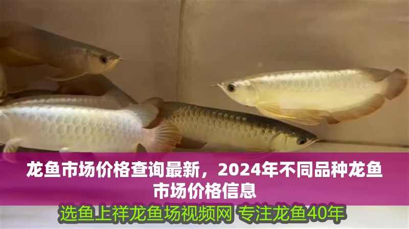 龍魚市場價格查詢最新，2024年不同品種龍魚市場價格信息