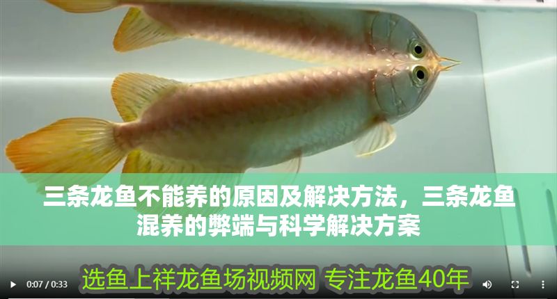 三條龍魚不能養的原因及解決方法，三條龍魚混養的弊端與科學解決方案