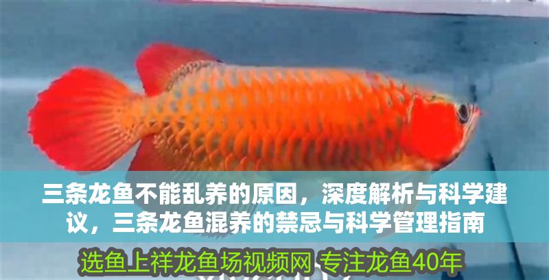 三條龍魚不能亂養(yǎng)的原因，深度解析與科學(xué)建議，三條龍魚混養(yǎng)的禁忌與科學(xué)管理指南