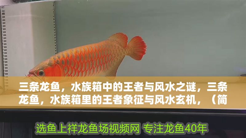 三條龍魚，水族箱中的王者與風水之謎，三條龍魚，水族箱里的王者象征與風水玄機，（簡潔突出主題，涵蓋龍魚的核心地位與風水關聯，同時保留神秘感吸引讀者。）