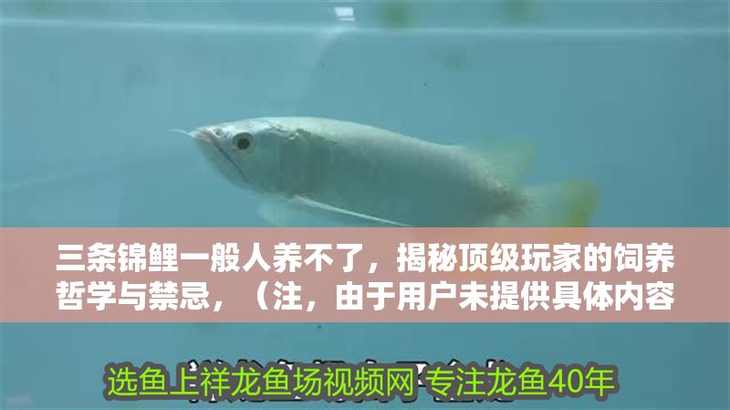 三條錦鯉一般人養不了，揭秘頂級玩家的飼養哲學與禁忌，（注，由于用戶未提供具體內容，以上標題是基于常見錦鯉飼養話題的通用示例。若需精準標題，請補充內容細節。） 三條錦鯉一般人養不了，揭秘頂級玩家的飼養哲學與禁忌，（注，由于用戶未提供具體內容，以上標題是基于常見錦鯉飼養話題的通用示例。若需精準標題，請補充內容細節。） 龍魚百科 第1張
