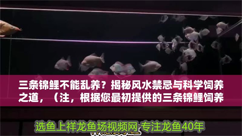 三條錦鯉不能亂養？揭秘風水禁忌與科學飼養之道，（注，根據您最初提供的三條錦鯉飼養禁忌內容，生成了一個結合風水與科學視角的標題。若您希望標題側重其他方向，可補充具體內容要求。）