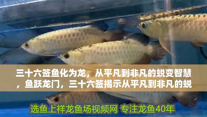 三十六簽魚化為龍，從平凡到非凡的蛻變智慧，魚躍龍門，三十六簽揭示從平凡到非凡的蛻變智慧 三十六簽魚化為龍，從平凡到非凡的蛻變智慧，魚躍龍門，三十六簽揭示從平凡到非凡的蛻變智慧 龍魚百科 第1張