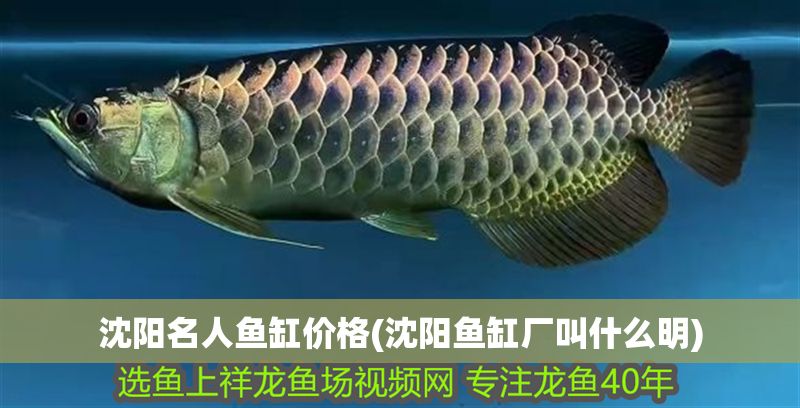 沈陽名人魚缸價格(沈陽魚缸廠叫什么明)