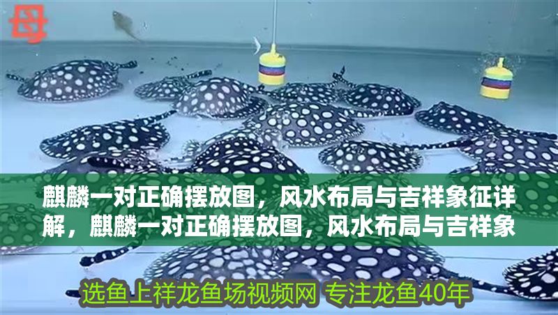 麒麟一對正確擺放圖，風水布局與吉祥象征詳解，麒麟一對正確擺放圖，風水布局與吉祥象征詳解