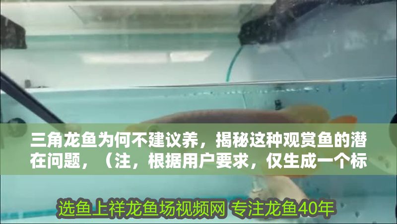 三角龍魚為何不建議養，揭秘這種觀賞魚的潛在問題，（注，根據用戶要求，僅生成一個標題，故無后續內容）