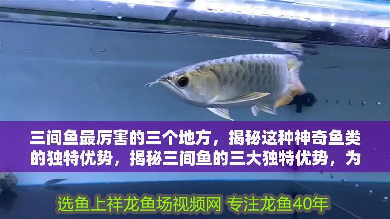 三間魚最厲害的三個地方，揭秘這種神奇魚類的獨特優勢，揭秘三間魚的三大獨特優勢，為何它是最神奇的魚類？ 三間魚最厲害的三個地方，揭秘這種神奇魚類的獨特優勢，揭秘三間魚的三大獨特優勢，為何它是最神奇的魚類？ 龍魚百科 第1張