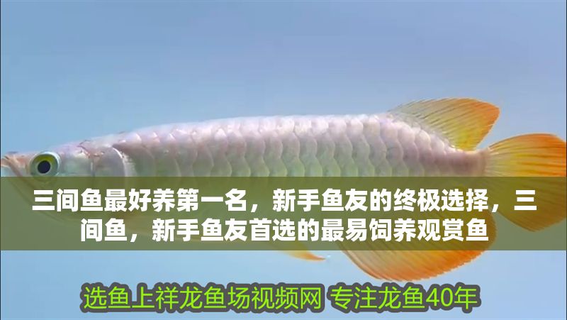 三間魚最好養第一名，新手魚友的終極選擇，三間魚，新手魚友首選的最易飼養觀賞魚