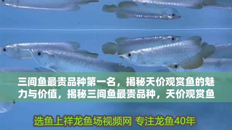 三間魚最貴品種第一名，揭秘天價觀賞魚的魅力與價值，揭秘三間魚最貴品種，天價觀賞魚的魅力與價值 三間魚最貴品種第一名，揭秘天價觀賞魚的魅力與價值，揭秘三間魚最貴品種，天價觀賞魚的魅力與價值 龍魚百科 第1張
