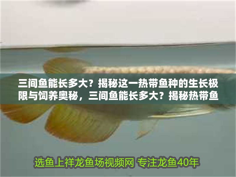 三間魚能長(zhǎng)多大？揭秘這一熱帶魚種的生長(zhǎng)極限與飼養(yǎng)奧秘，三間魚能長(zhǎng)多大？揭秘?zé)釒~生長(zhǎng)極限與飼養(yǎng)秘訣