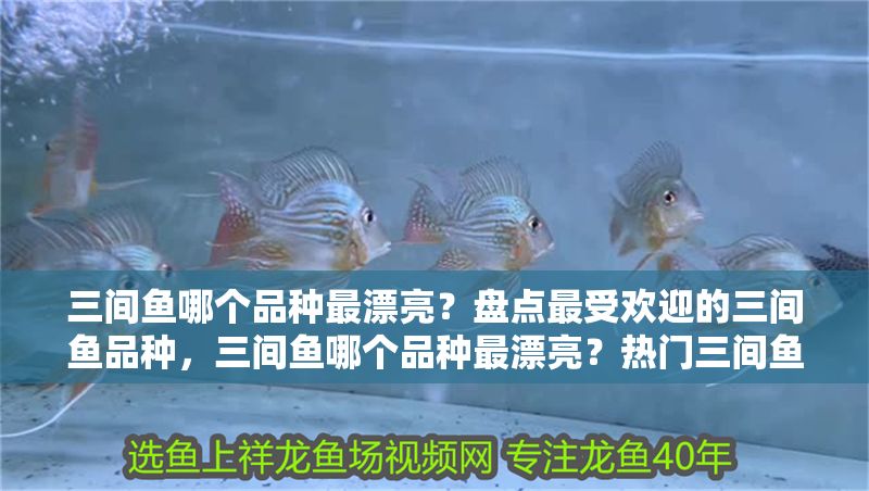 三間魚哪個品種最漂亮？盤點最受歡迎的三間魚品種，三間魚哪個品種最漂亮？熱門三間魚品種顏值大比拼