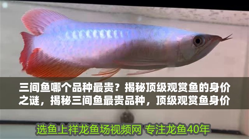 三間魚哪個(gè)品種最貴？揭秘頂級(jí)觀賞魚的身價(jià)之謎，揭秘三間魚最貴品種，頂級(jí)觀賞魚身價(jià)之謎