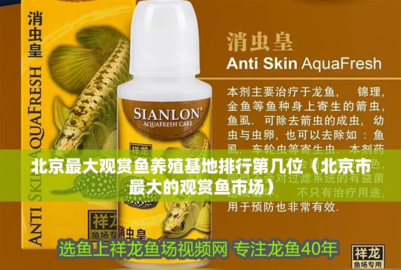<strong><mark>北京</mark></strong>最大觀賞魚養殖基地排行第幾位（<strong><mark>北京</mark></strong>市最大的觀賞魚市場）