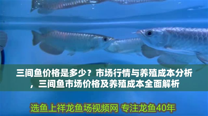 三間魚價格是多少？市場行情與養(yǎng)殖成本分析，三間魚市場價格及養(yǎng)殖成本全面解析