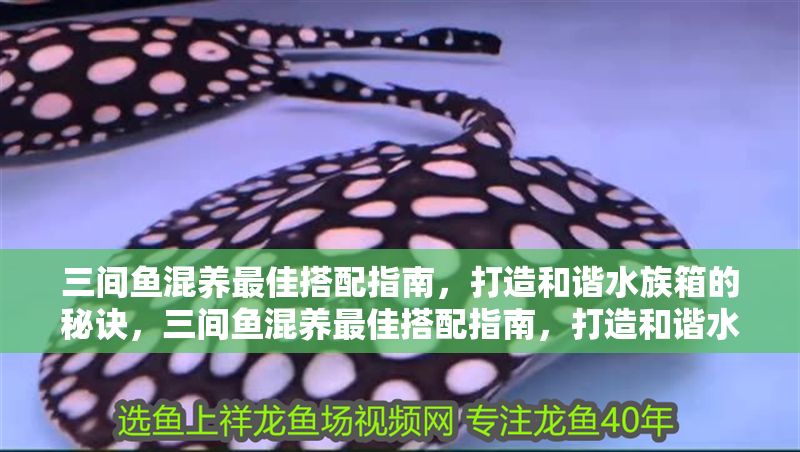 三間魚混養(yǎng)最佳搭配指南，打造和諧水族箱的秘訣，三間魚混養(yǎng)最佳搭配指南，打造和諧水族箱的秘訣